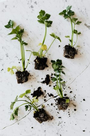 Ervas aromáticas extraídas da terra e mostradas desde a sua raíz para reforçar quão importante é a nutrição das plantas